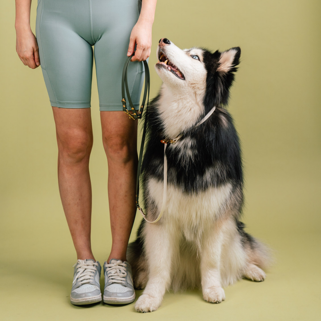 Flexi | Hands-Free Leash