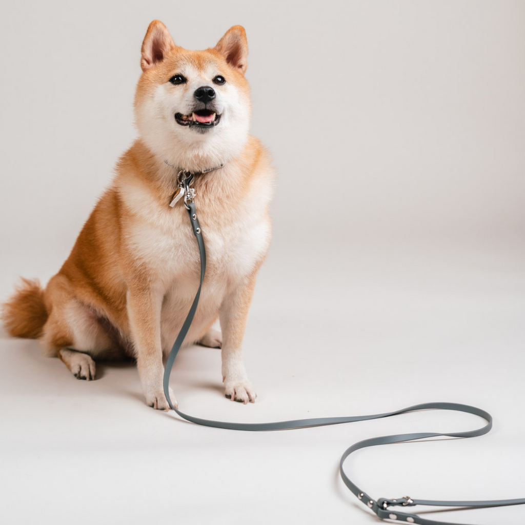 Everyday | Hands-Free Leash