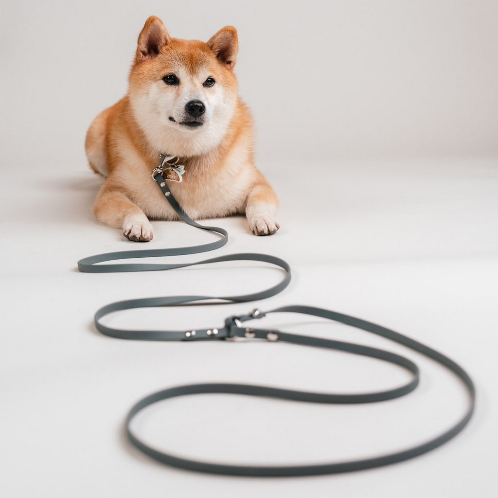 Everyday | Hands-Free Leash
