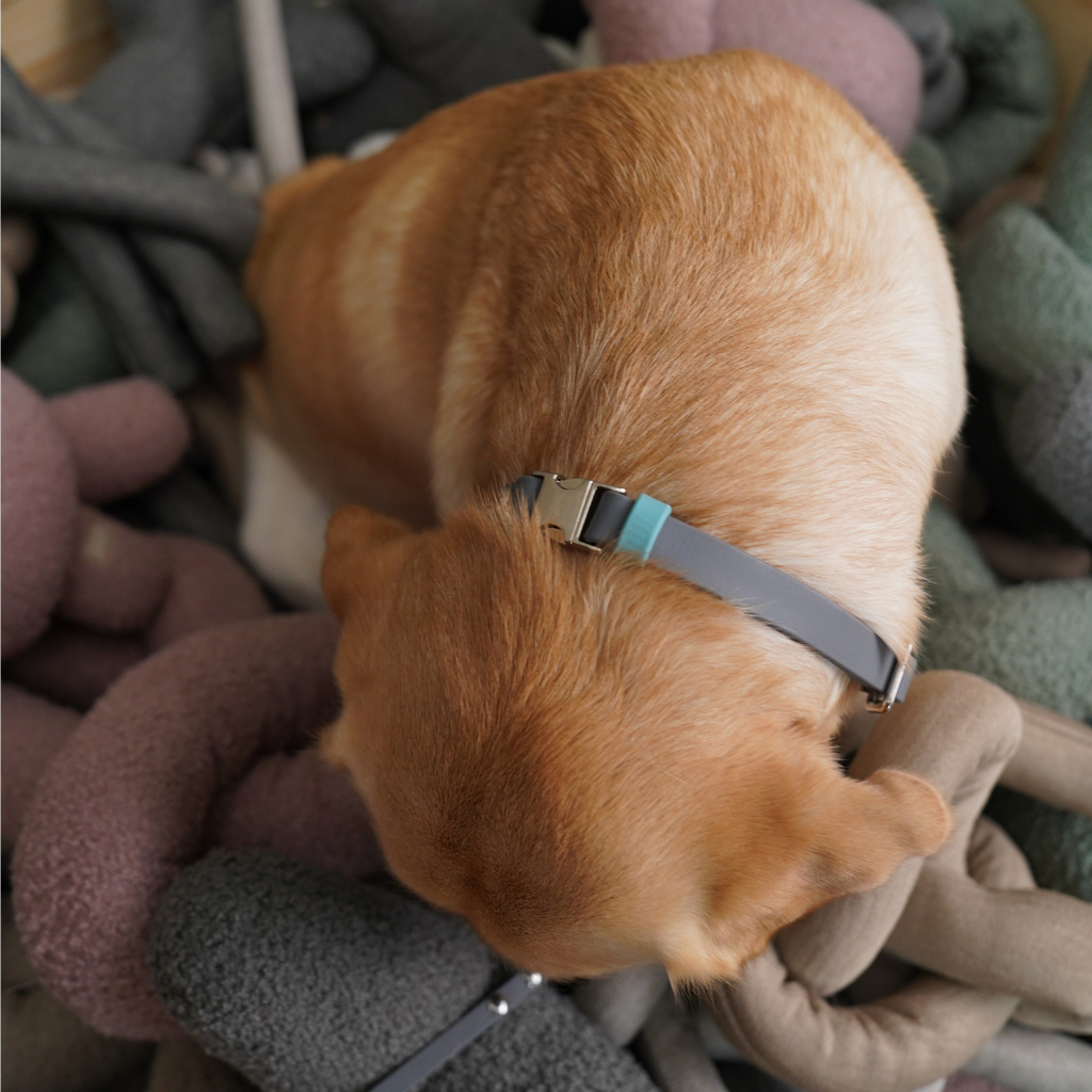 Compass | Headcollar
