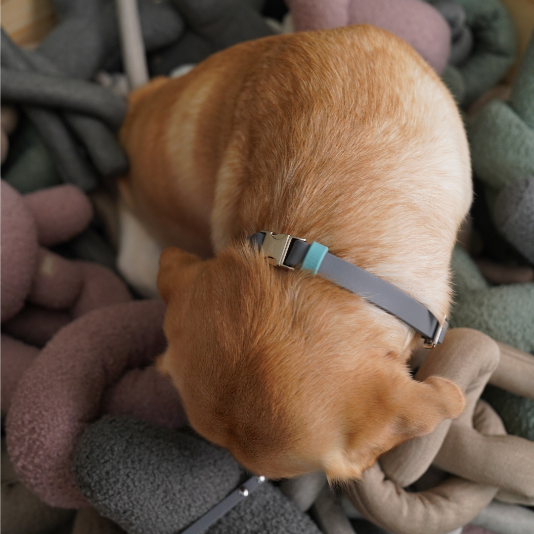 Compass | Headcollar