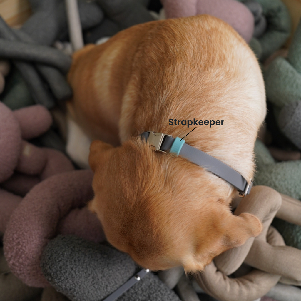 Compass | Headcollar