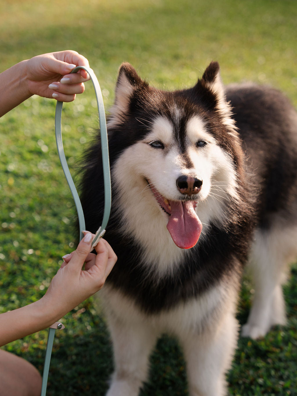 Lightweight fixed slip dog leash designed for quick and easy everyday use