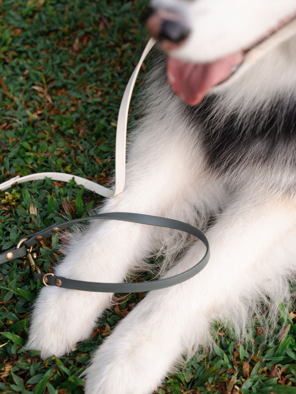 Flexi | Hands-Free Leash