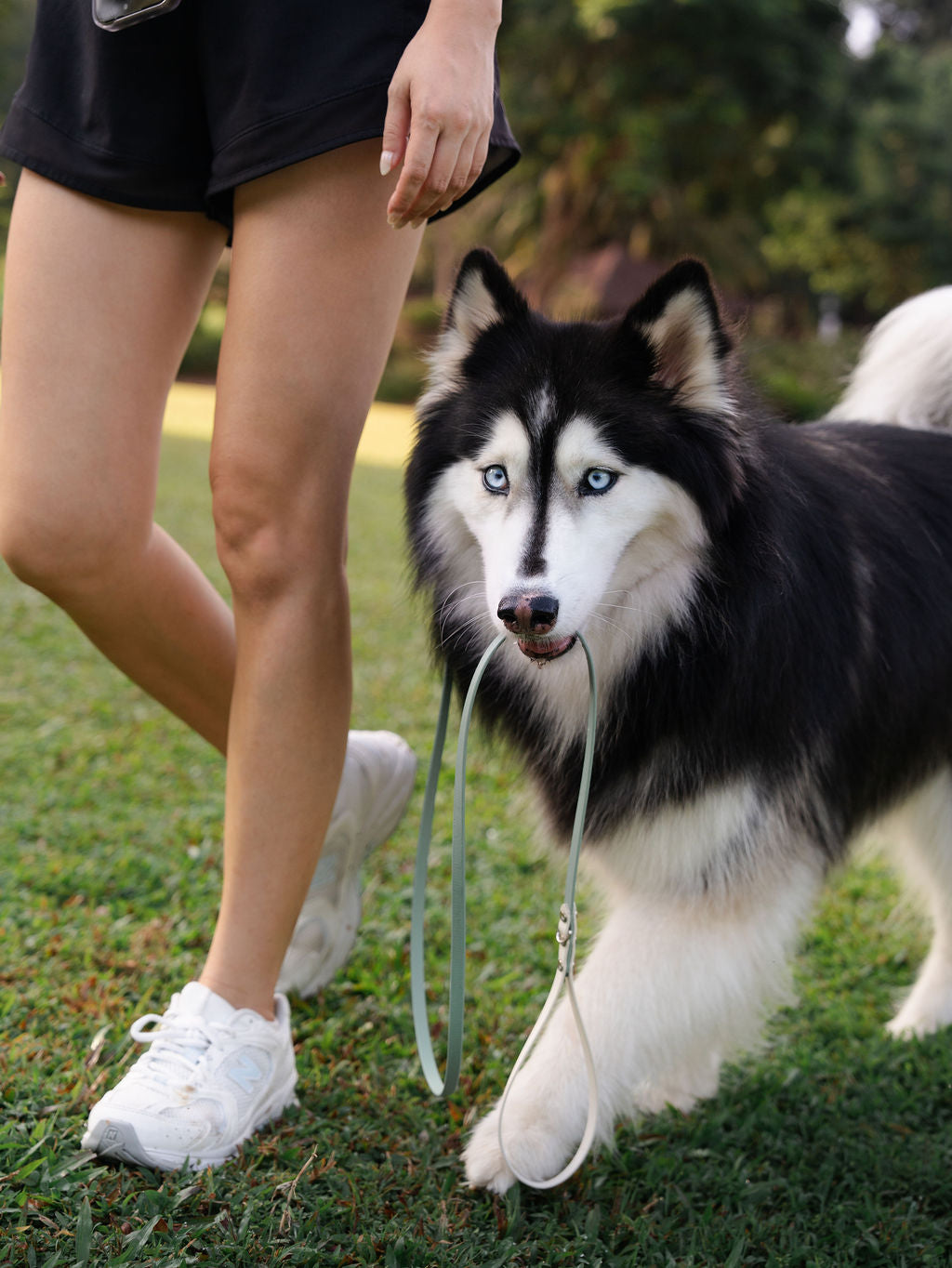 Dog wearing a waterproof BioThane fixed slip leash during an outdoor walk