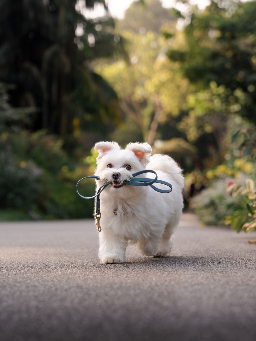 Discover | Classic Leash