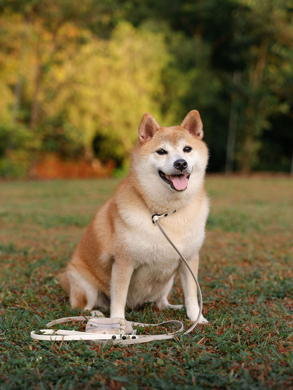 Waterproof fixed slip dog leash made for everyday adventures with your dog