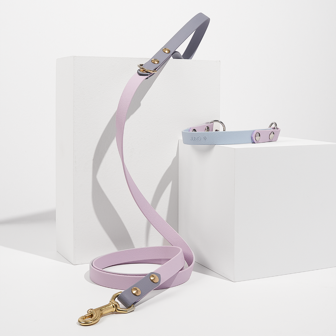 Discover | Classic Leash