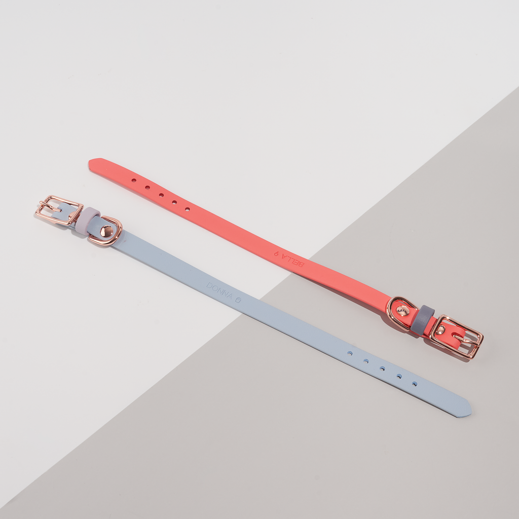 Venture | Classic Collar